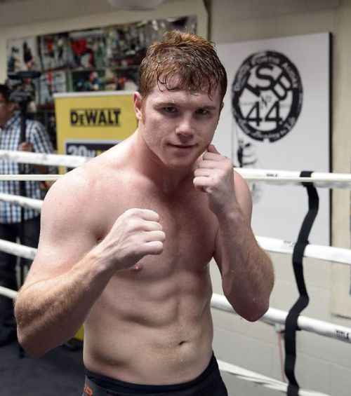 boredirish:Canelo Alvarez… my new favourite red head #caneloalvarez #redhead #ginger #bear #boxer 