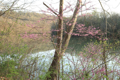 Eastern redbud (Cercis canadensis) along the Mon River Trail earlier this afternoon.