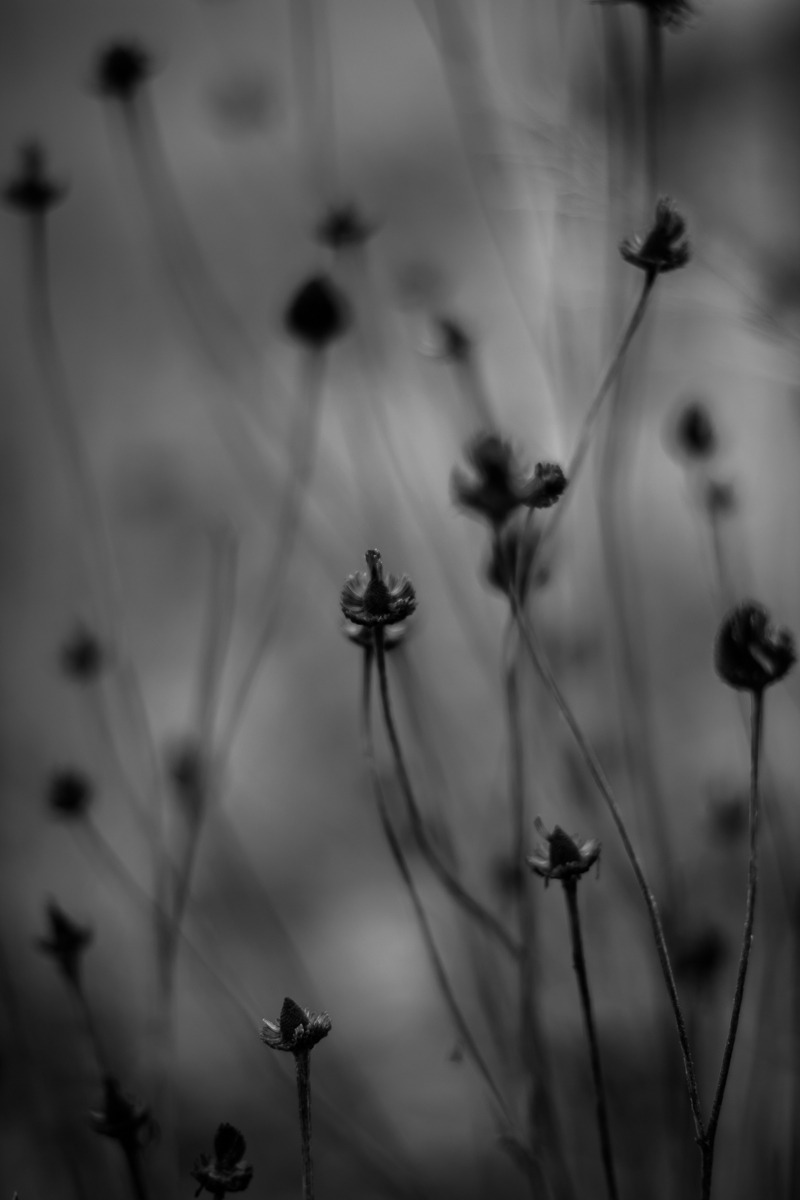 bluelunaphotography:  winter flowers b/w 