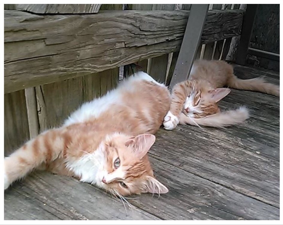ai-lockett:  hvmanfilth:   http://www.lifewithcats.tv/2015/09/18/4-update-kittens-rescued-from-warrior-river-by-fishermen/