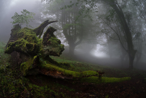 jswanstromphotography:El Guardian de la senda by Juan Ig. Llana on Flickr.