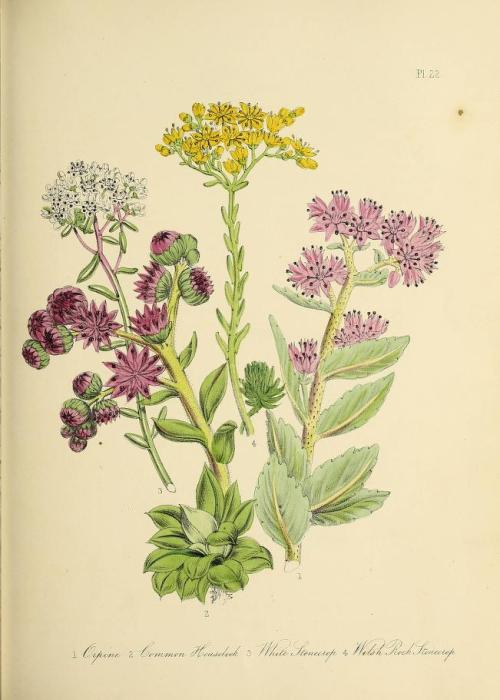 heaveninawildflower:Botanical illustrations taken from ‘British Wild Flowers’ by Jane Loudon. Publis