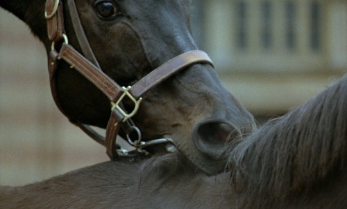 The Beast (Walerian Borowczyk, 1975)