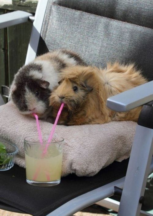 awwww-cute:Just two guinea pigs, sharing a lemonade