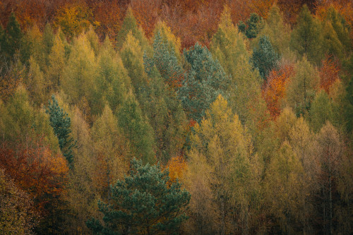 desomnis:Autumn gamesby desomnisInstagram | Flickr | Tumblr | GettyImages