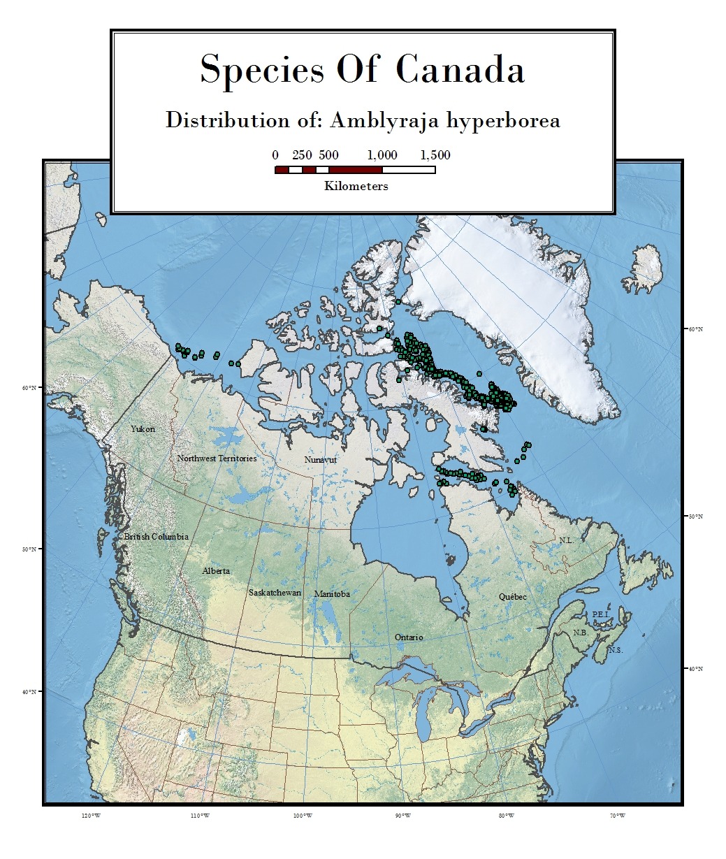 Distribution of Amblyraja hyperborea (Arctic skate) specimens collected in the Canadian Arctic.