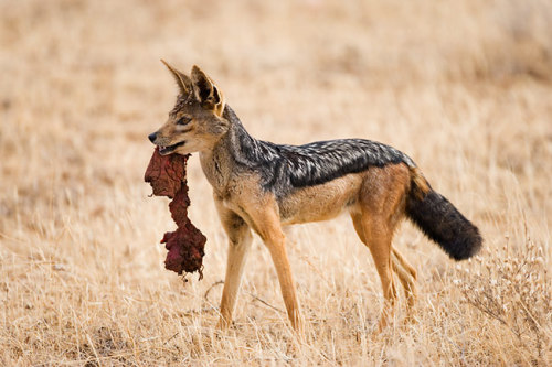 XXX evoferry:  Jackals are freaking cute. Does photo