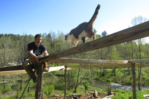 April 2015 - Rumi discovers the new trellis system.Made with old Black Locust and 2″ by 6″, designed