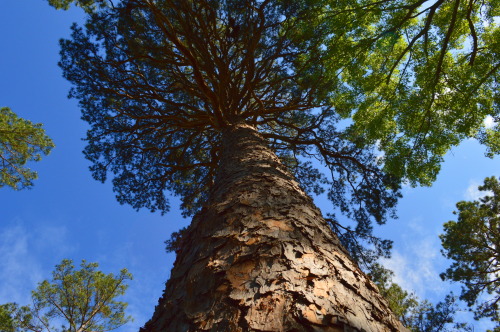lukespringsteen:  Camped throughout the Ozarks ( in Missouri) all of last week and the landscape was beautiful. I got to meet with several foresters, state and private, and I have to say they arguably have one of the best conservation programs in the