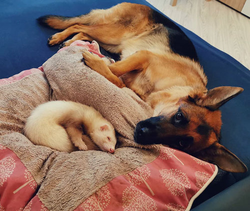 starrypawz: awesome-picz:  Meet Nova The German Shepherd And Pacco The Ferret, That Are The Unlikeli