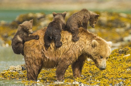 cuteanimals-only:Young grizzlies hitch a lift across water on their mother’s back ;-)