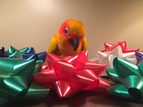 pepperandpals:Here’s a photoset of Mango being confused by bows