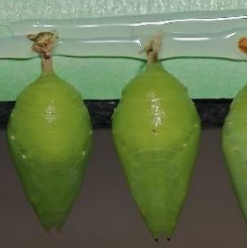 cocoons