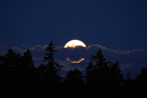 swedishlandscapes: Fullmoon hiding behind clouds. May 2022.