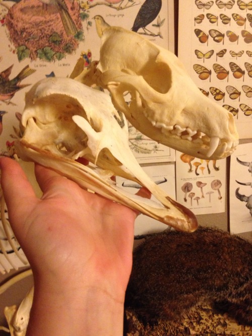 topaz4girll: Ostrich compared to coyote skull