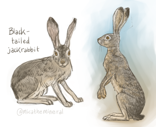 hares: very weird, extremely unsettling