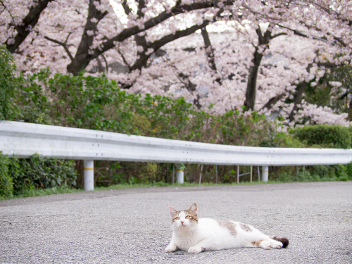 totorohblog:今お花見してるんよ。cherry blossom viewing.