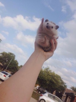 k20integra:  awwww-cute:  Hedgehog to the