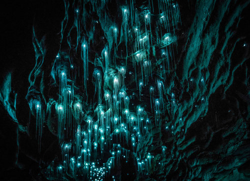 bogleech:bughaze:landscape-photo-graphy:Glowworms Illuminate New Zealand’s CavesPhotographer S