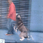 a-hiatus-blog:  wowsla:  My GTAV adventures while playing as a dog  Oh god I need