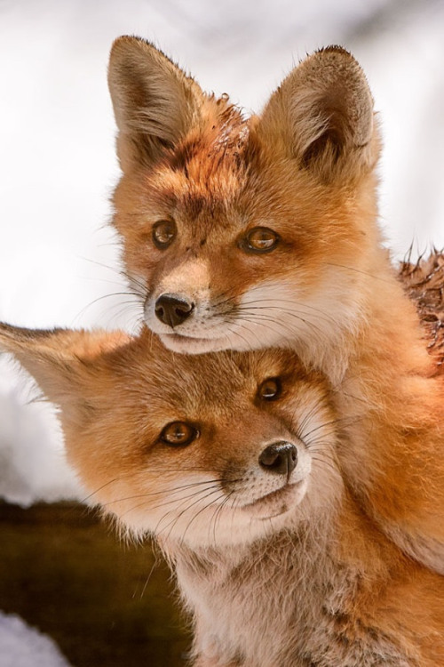 beauty-rendezvous:  Siblings by John Dykstra (via jensen2k) 