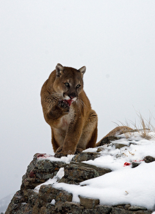 beautiful-wildlife:Cougar (Puma concolor) by Jonathan Griffiths