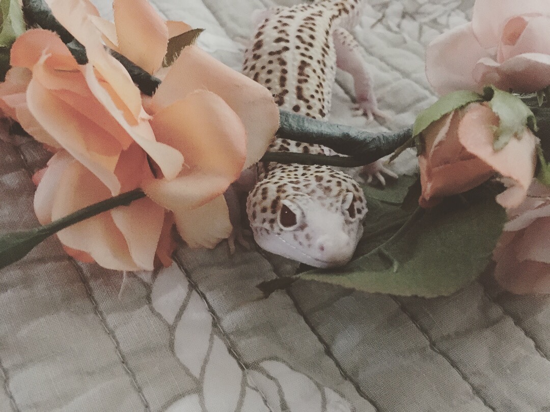 geckomancyy:Flower crown Bijou~