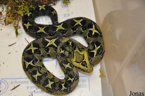 exotic-venom - (Bitis parviocula) Ethiopian mountain adder, small...