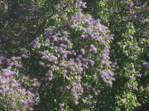 Syringa vulgaris — lilac