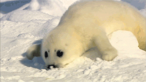 thezombiunicorn:   leedle snoof   this kills me every time it’s so happy wtf 