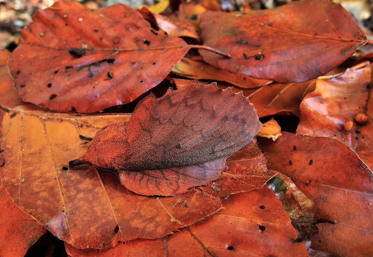 nubbsgalore:  &ldquo;dead leaves and the dirty ground, when i don’t know you’re