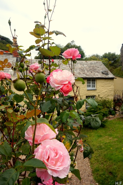 thethingsiveseen-photography: September roses, Boscastle, Cornwall. 