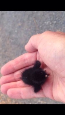 awwww-cute:  A teeny tiny tinsy wincy baby crow