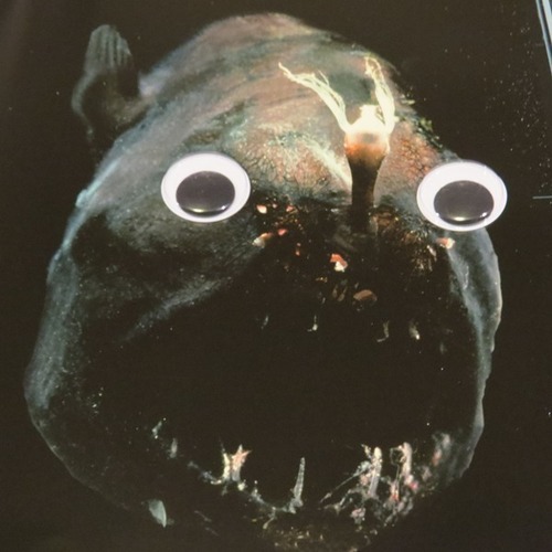 jtotheizzoe:  archiemcphee:  Deep Sea Fauna… with Googly Eyes is an awesome site right here on Tumblr that posts photos of amazing deep sea creatures that have been hilariously enhanced with googly eyes. Learn about the myriad mysterious creature of