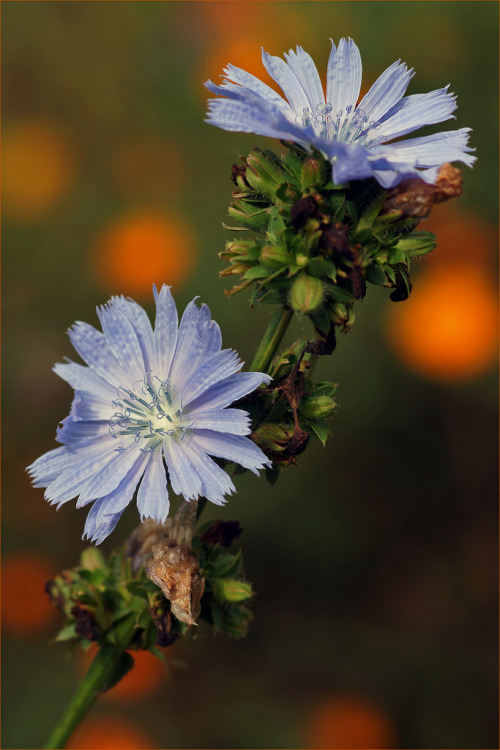 outdoormagic:Wild Chicory Flowers by Foto Martien