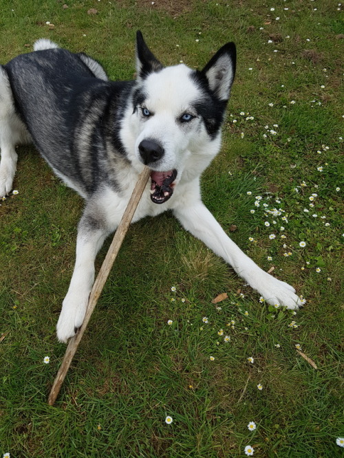 hundeherz:A tale of a doggo and his stick.