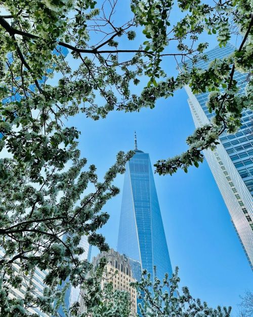 Sakura time in NYC…#freedomtower #nyc #newyork #newyorkcity #sakura #spring #manhattan (at Ne