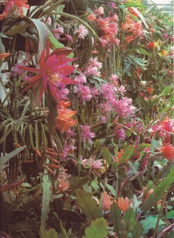 cac-tus: Cacti: Aporocactus and EpiphyllumBook: