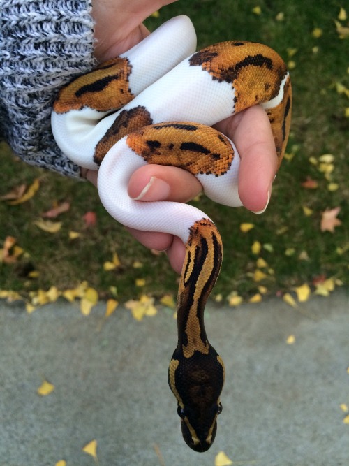 threeleggedgoat:Fettuccine just shed :3