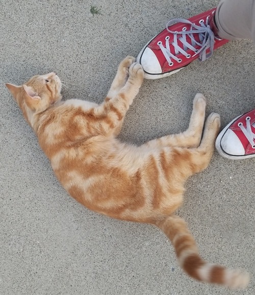 theperksofbeingafangirl2:blackout-garnet:This is O'Malley a lovely cat I met in the streets of buffa