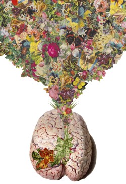 bedelgeuse:  &ldquo;beauty is in the brains&rdquo; anatomical collage art by bedelgeuse 