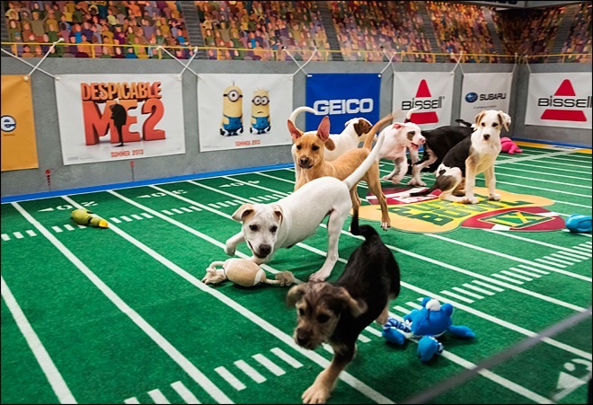 stydiaeverafter:  Excited for Puppy Bowl 2014 &amp; the kitty halftime show!!