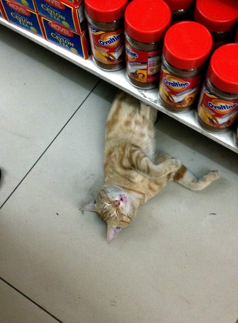 Grocery Store Cat - Nadi, Fiji (by bhaskarroo)