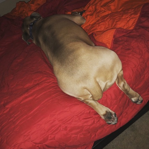 brutusthewonderdog: Look at those frog legs! I can’t believe I have to leave him this morning 