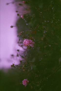 Waltz of the Flowers