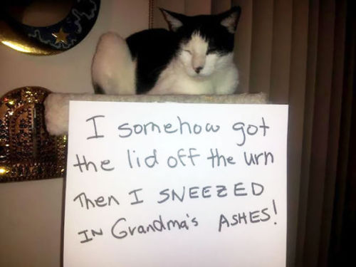 things-inbetween:boredpanda:20+ Asshole Cats Being Shamed For Their CrimesOh my god.