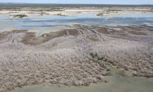 El Nino at work: Mangrove dieback in the Gulf of CarpentariaWarmer waters in the Pacific due to the 