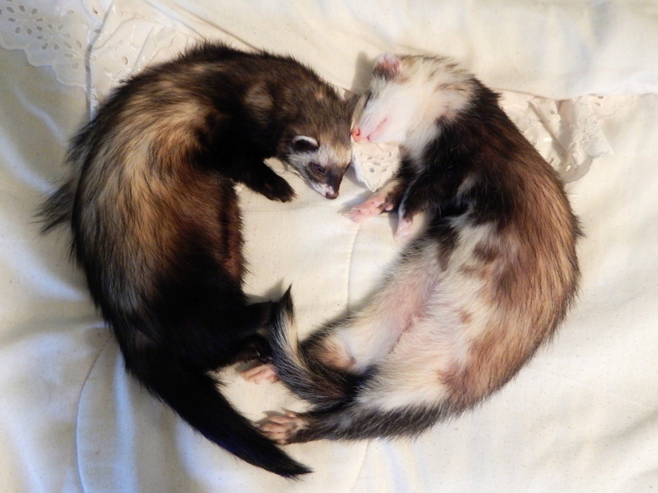 nyannerz:  sleep friends