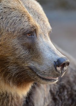 sdzoo:Grizzly Portrait by Mike Wilson