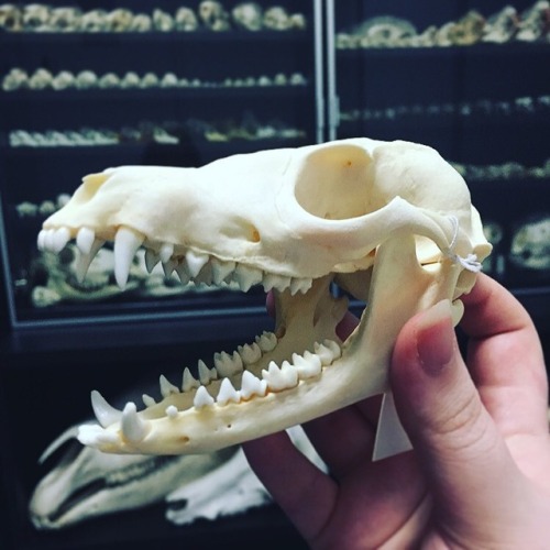 Fox skull in front of one of my cabinets